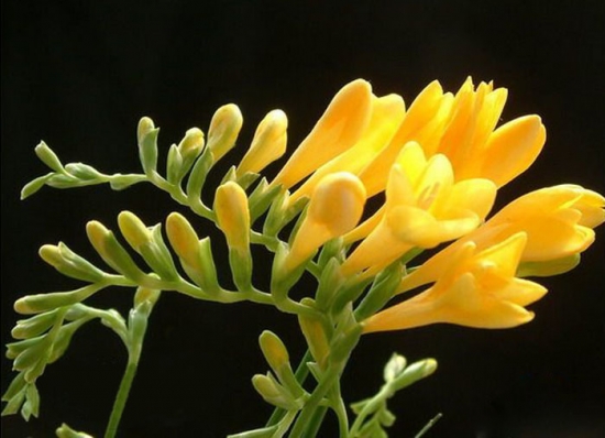 推荐10种适合阳台种植的花卉