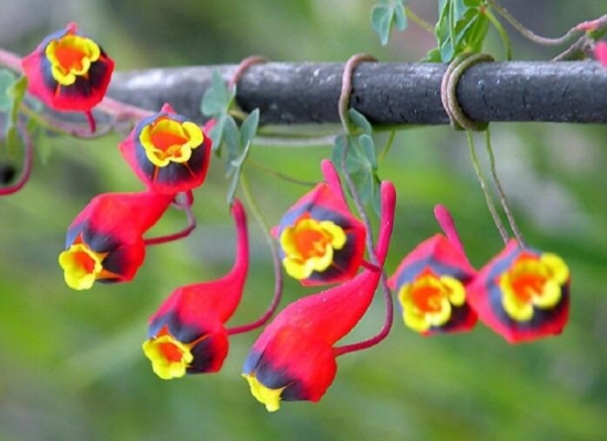 推荐10种适合阳台种植的花卉
