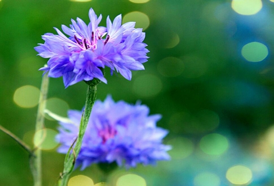 推荐10种适合阳台种植的花卉