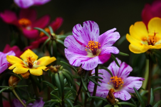推荐10种适合阳台种植的花卉