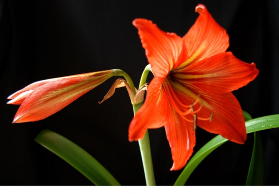 推荐10种适合阳台种植的花卉