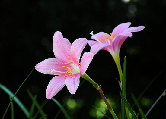 推荐10种适合阳台种植的花卉