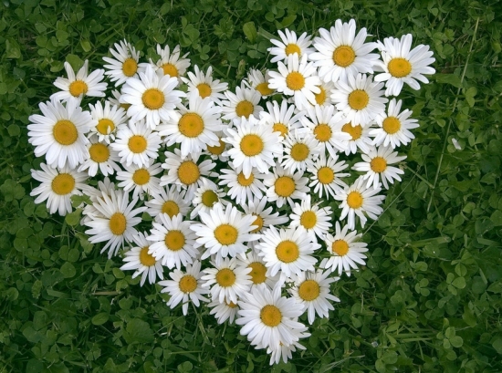 哪些花适合在秋季播种