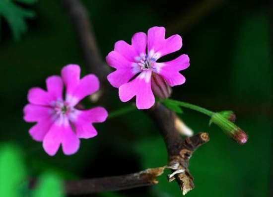 哪些花适合在秋季播种