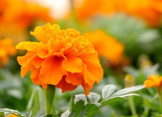 哪些花适合在秋季播种