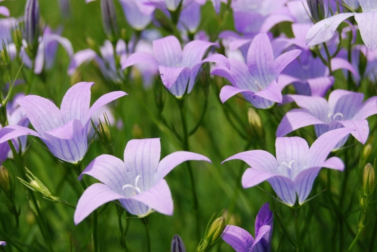 哪些花适合在秋季播种