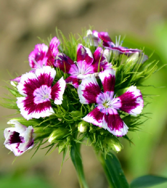 哪些花适合在秋季播种