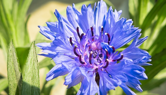 哪些花适合在秋季播种