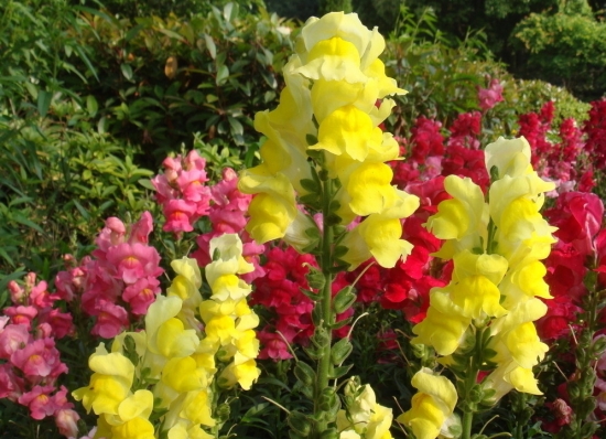 哪些花适合在秋季播种