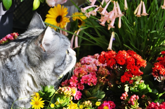 哪些花适合在秋季播种