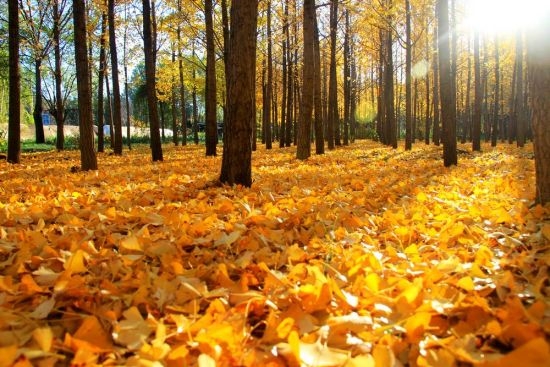 秋季树叶变黄的原因：秋季到来叶绿素被分解