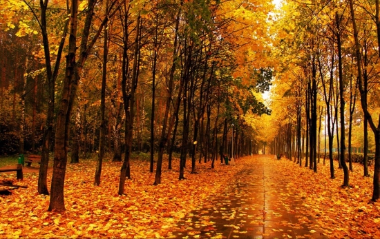 秋季树叶为何变黄：秋季树叶叶绿素被分解而变黄