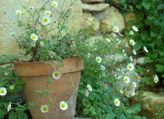 家庭养花如何合理施肥：忌浓肥|忌热肥|忌坐肥