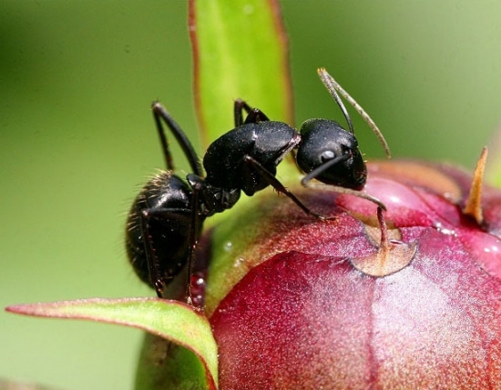 花盆里有蚂蚁如何办：三招帮您搞定