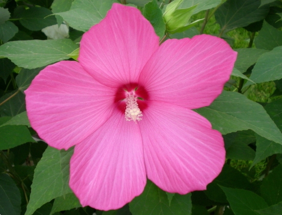 秋季的植物：秋季里与众不同的植物