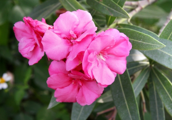 秋季的植物：秋季里与众不同的植物