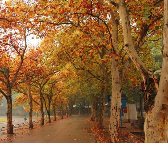 秋季的植物：秋季里与众不同的植物