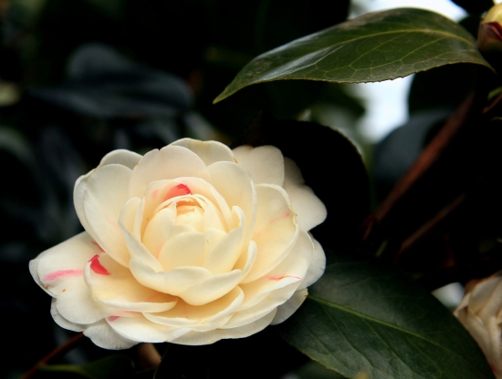 秋季的植物：秋季里与众不同的植物