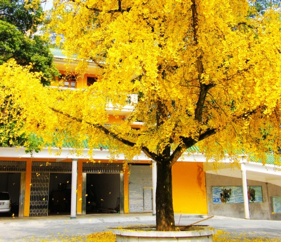 秋季的植物：秋季里与众不同的植物