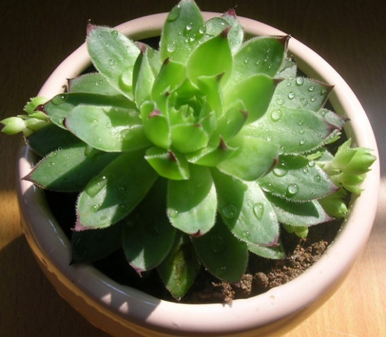 秋季的植物：秋季里与众不同的植物