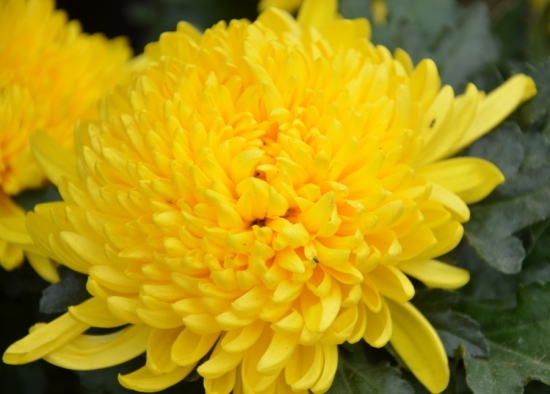 秋季的植物：秋季里与众不同的植物