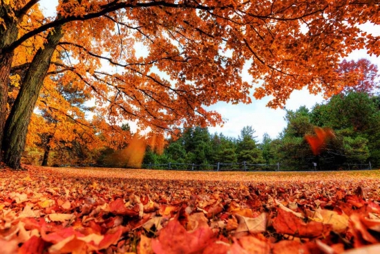 描写秋季的成语：秋的成语集锦|诗句