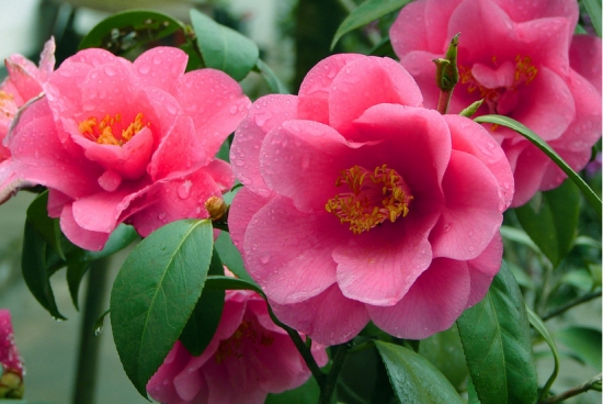 冬季开的花大全，冬季看什么花