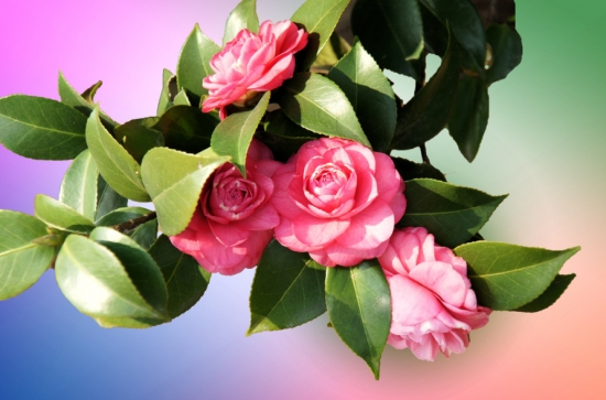 冬季开的花大全，冬季看什么花