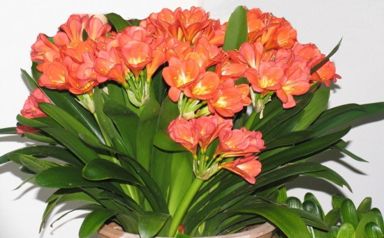 冬季开的花大全，冬季看什么花