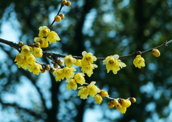 冬季开的花大全，冬季看什么花