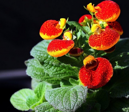 冬季开的花大全，冬季看什么花