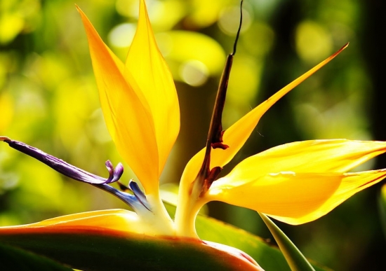 冬季开的花有哪些