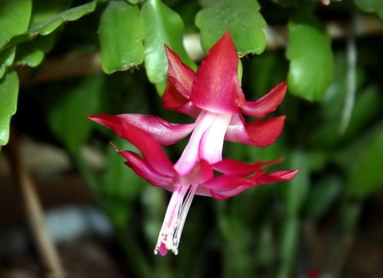 冬季开的花有哪些