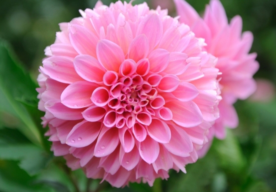 冬季开的花有哪些