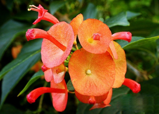 冬季开的花有哪些