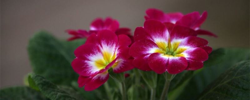 冬季开的花有哪些