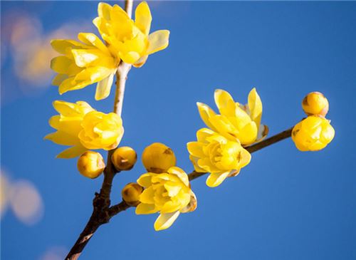 冬季开的花有哪些