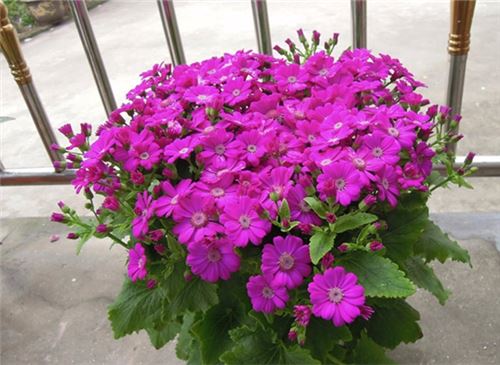 冬季开的花有哪些