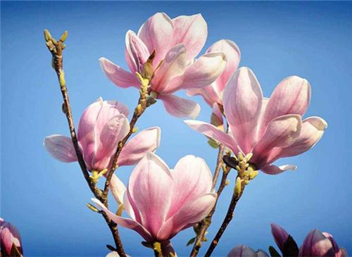 冬季开的花有哪些