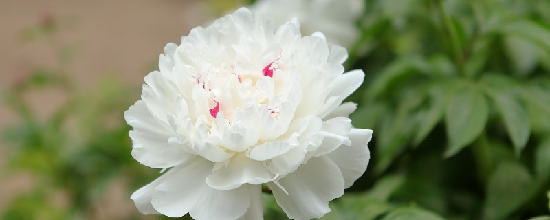 冬季室外冻不死的绿植