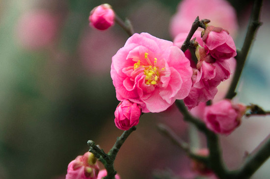 冬季室外冻不死的绿植