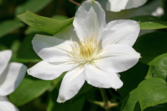 冬季室外冻不死的绿植