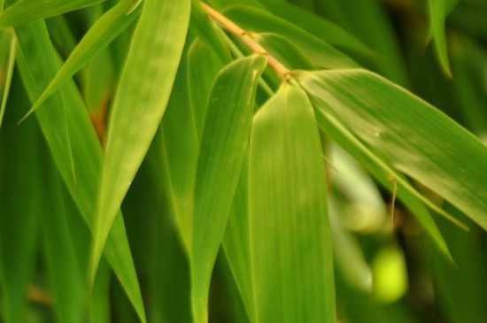 冬季室外冻不死的绿植