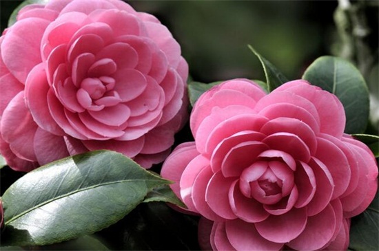 冬季开什么花，盘点10种较耐寒花卉