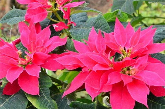 冬季开什么花，盘点10种较耐寒花卉