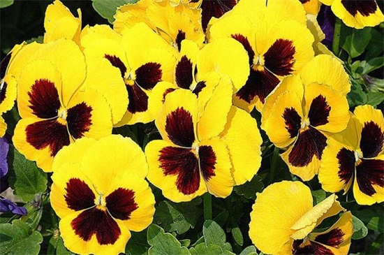 冬季开什么花，盘点10种较耐寒花卉