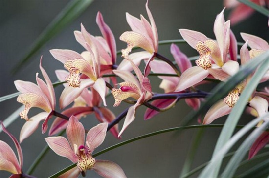 冬季开什么花，盘点10种较耐寒花卉