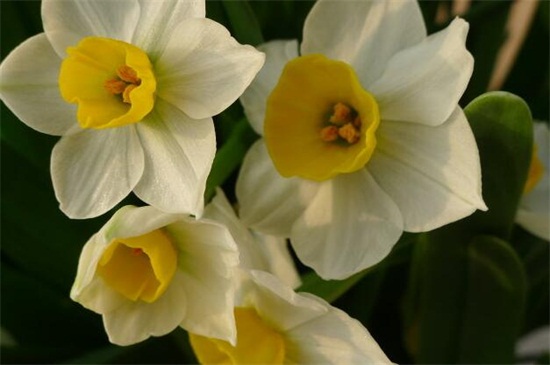 冬季开什么花，盘点10种较耐寒花卉