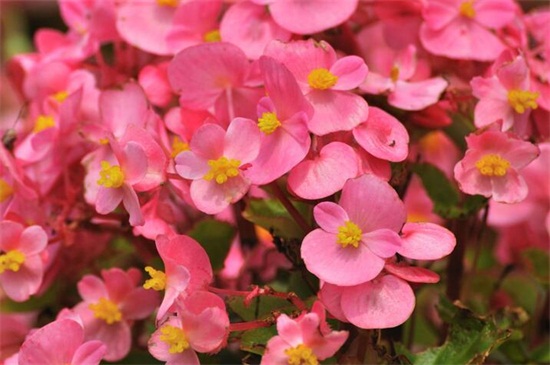 冬季开什么花，盘点10种较耐寒花卉