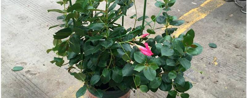 飘香藤冬季会死吗